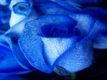 Roses Of Blue