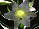 Lily glow