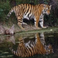 tiger