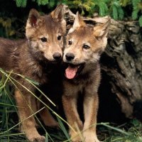 wolf cubs