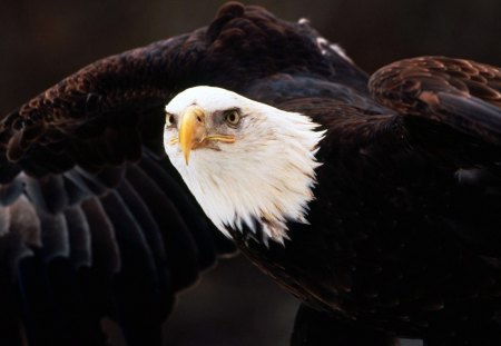 bald eagle - bald eagle test his wing, bald eagle