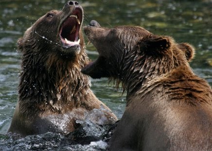 water boxing - brown bear, water boxing