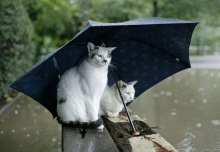 singing in the rain - cats unbralla, singing in the rain