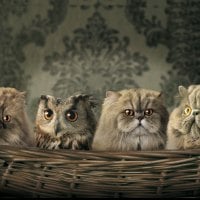 owl and the pussycats