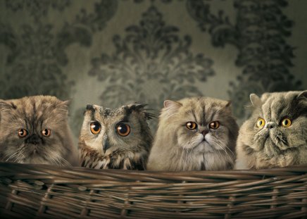 owl and the pussycats