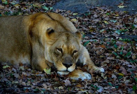 Lioness - animal, lioness