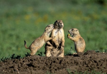 Prairie dog - animal, dig, squirrels, land, small