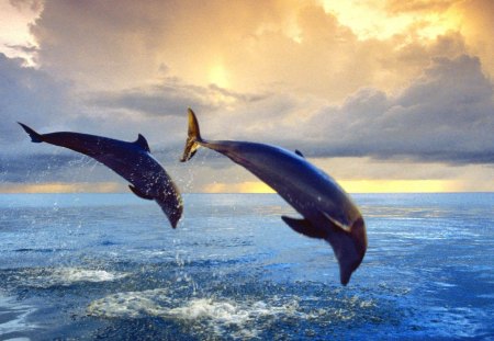 Dolphin - ocean, water, sunset, jump, dolphin