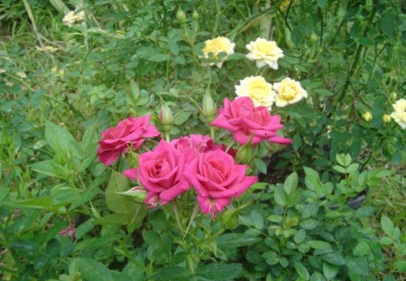 Roses - flowers, roses