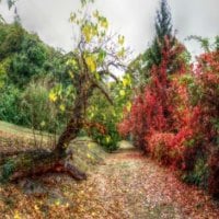 cloudy day but vivid autumn colours