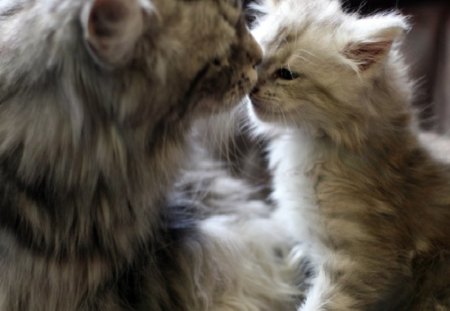 i love you mummy,too ! - love, kitten