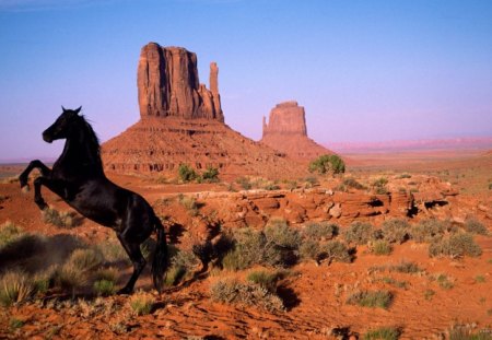 black stallion - wild spirit, black stallion