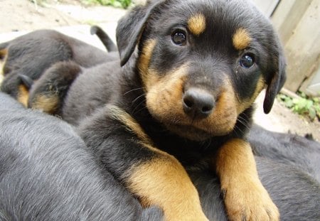 Rottweiler puppy - breed, german shepherd, dogs, mixed, rottweiler, puppies