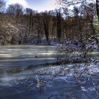 forest in winter