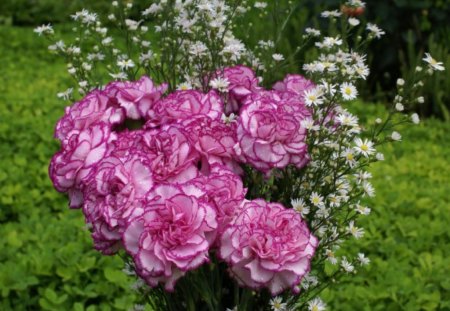 Lilac carnation - carnation, flowers