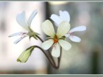 White flowers