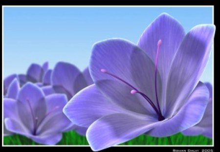 Lilac flowers - flowers, lilac