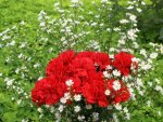 Red carnation