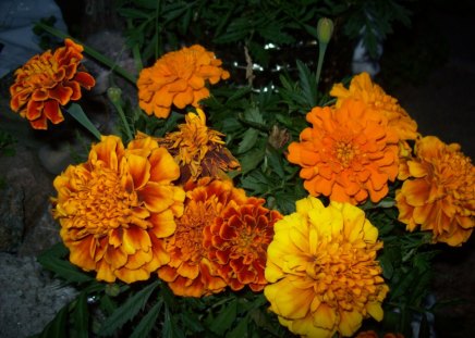 Summer time - flowers, orange, summer, beautiful