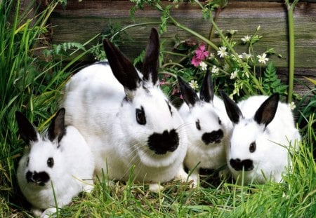 rabbit family - rabbits, rabbit family