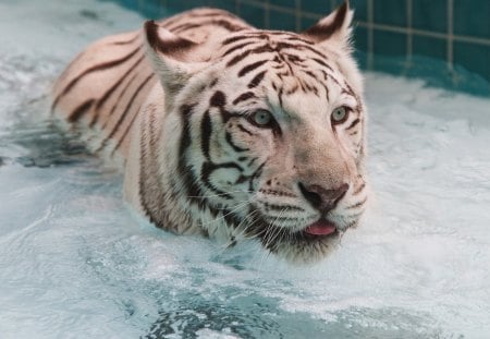 tiger - tiger in the tub, tiger having a bath