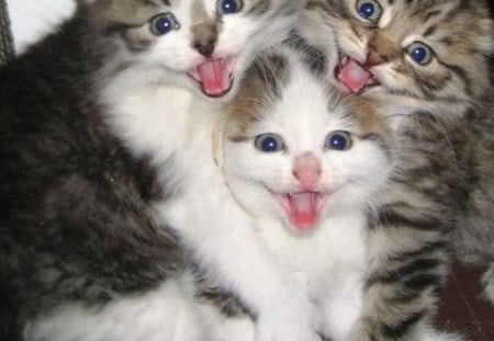 Laughing Kittens - cute, nice, laughing, kittens