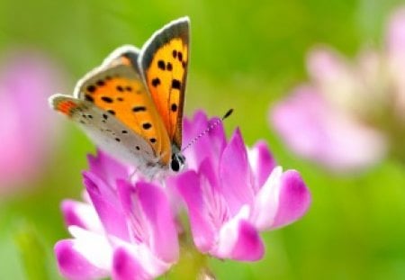 Diving By To Eat - eat, cute, diving, butterflies