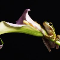 Calla Lily & Frog