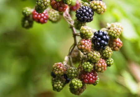 Wild Berries - nice, sweet, berries, wild