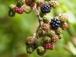 Wild Berries