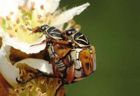 It's A Bugs Style - bugs, style, brown, cute