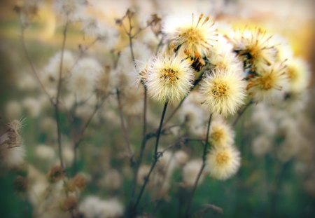 ♥     ~ღ Autumn Softness ღ~     ♥ - flowers, nature, romantic, autumn, softness