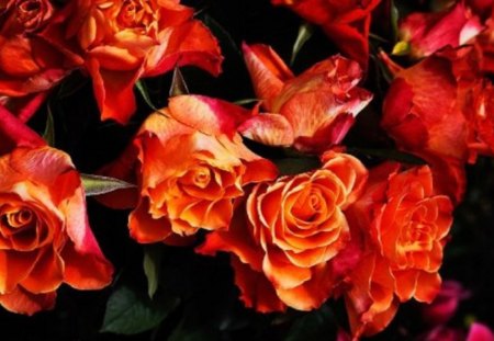 Festive Autumn Roses For You - nature, autumn, roses, colors, flowers