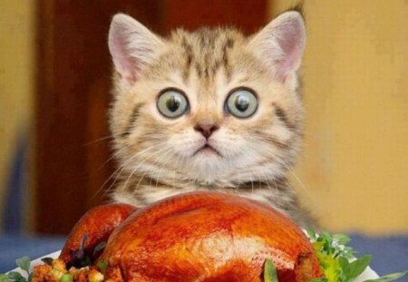 I Think My Eyes are Bigger Than My Belly! - cat, eyes, animals, big, dinner