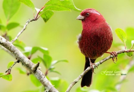 A Cute Red Bird - nice, cute, bird, red