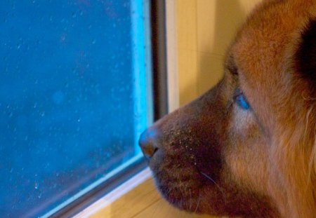 Dog - lonely, winter, window, snow, dog, glass