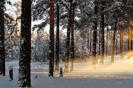 Early Dawn - dawn, trees, winter, sunrise, forest