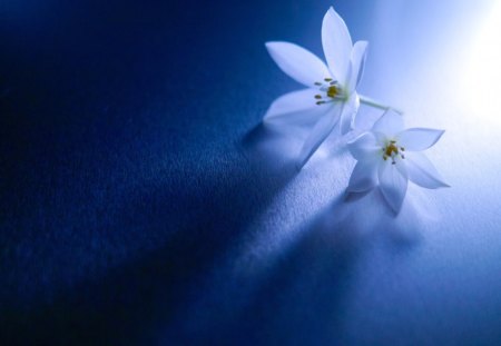 Always I am with you - flowers, always, flower, blue