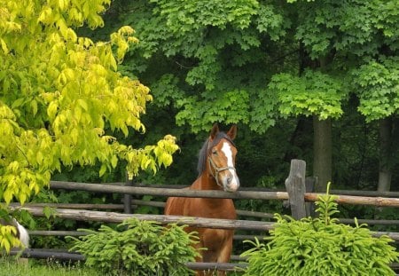 Horse in stable - nice, fence, ride, trees, greenery, stable, lovely, nature, forest, pretty, horse, beautiful, green