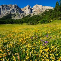 Mountain meadow