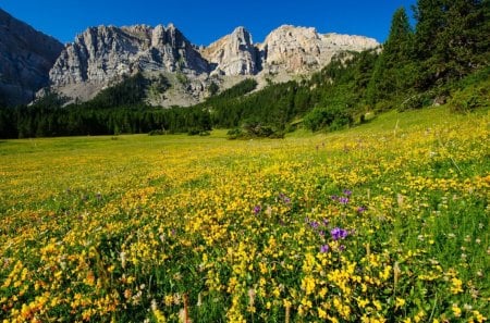 Mountain meadow - nice, sky, fragrance, blue sky, meadow, pretty, yellow, calmness, scent, golden, fiels, cliffs, harmony, hills, summer, slopes, lovely, peaks, serenity, nature, beautiful, delight, flowers