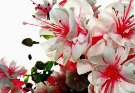 Red and White Elegance - white, nature, elegance, red, flowers