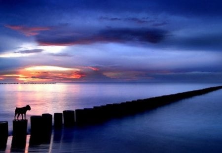 LOST IN THE NIGHT - sea, dog, night, sunset