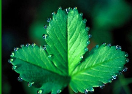 Green plant with a necklace of dewdrops