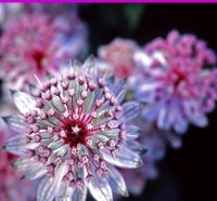 Great Masterwort
