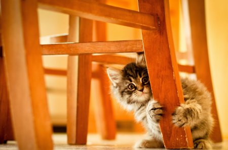 playful kitten - nice, marvellous, animals, kittens, playful kitten, great, wonderful, super, amazing, pretty, cute, skyphoenixx1, adorable, cat, kitty, pet, wallpaper, stunning, outstanding, playing, kitten, picture, chair, playful, cats, beautiful, animal, sweet, awesome, fantastic