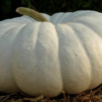 SOUTH AFRICAN PUMPKIN