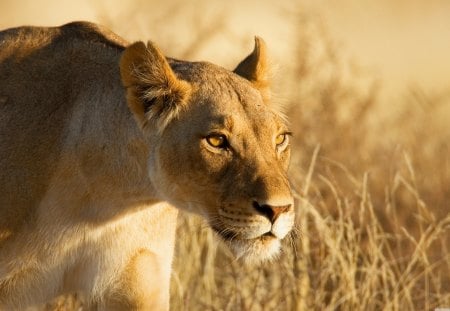 Hunting Lioness - hunting, lion, cat, lioness