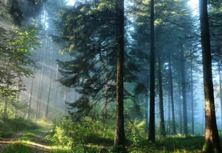 The Thick Forest - sunlight, trees, forest, thick