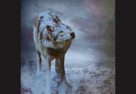 are you up there - wolfrunning, snow, dog, mythical, the pack, grey wolf, timber, canis lupus, abstract, spirit, friendship, howling, grey, white, nature, arctic, wallpaper, majestic, wolf, canine, pack, wild animal black, wolf wallpaper, winter, beautiful, wolf pack, howl, wolves, black, lobo, lone wolf, insnow, solitude